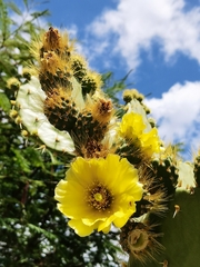 Opuntia