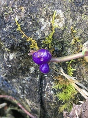 Coccocypselum herbaceum