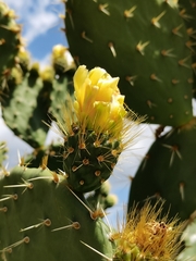 Opuntia