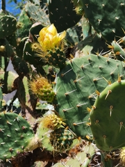 Opuntia