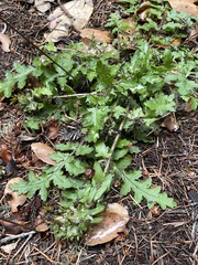 Pedicularis dudleyi