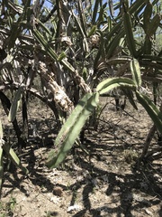 Leptocereus paniculatus