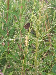 Aphantopus hyperantus