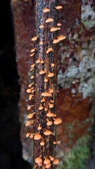 Favolaschia claudopus