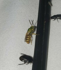 Agapostemon melliventris