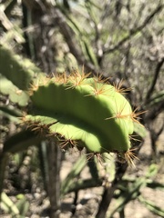 Leptocereus paniculatus