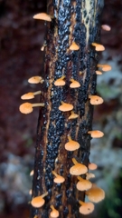 Favolaschia claudopus