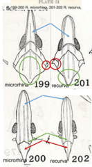 Rhynchomitra recurva