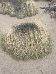 Muhlenbergia torreyi