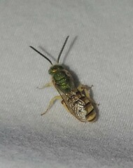 Agapostemon melliventris