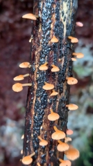Favolaschia claudopus