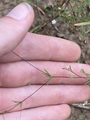 Linanthus harknessii