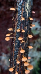 Favolaschia claudopus