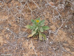 Asteriscus intermedius