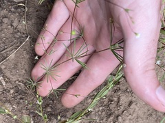 Linanthus harknessii