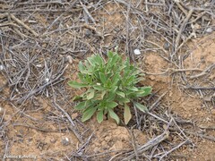 Asteriscus intermedius