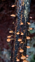 Favolaschia claudopus