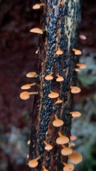 Favolaschia claudopus