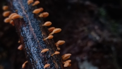 Favolaschia claudopus