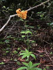 Lilium columbianum