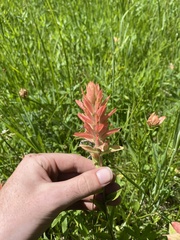 Castilleja gracillima