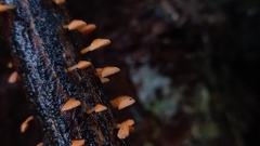 Favolaschia claudopus
