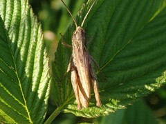 Chorthippus apricarius