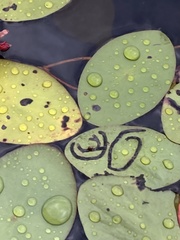 Polypedilum braseniae