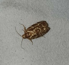 Choristoneura houstonana