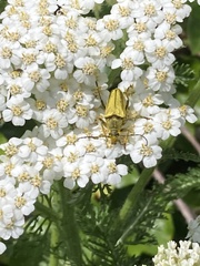 Lepturobosca