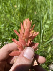 Castilleja gracillima