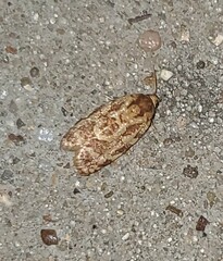 Choristoneura houstonana