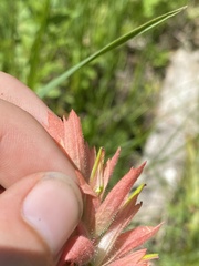 Castilleja gracillima