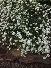 Argyranthemum frutescens