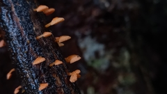 Favolaschia claudopus