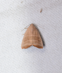 Bagisara rectifascia