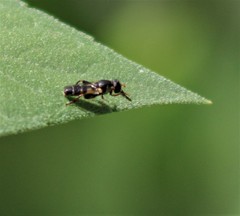 Syritta pipiens