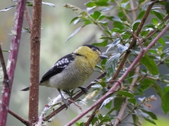 Pachyramphus versicolor
