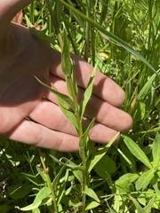 Castilleja gracillima