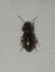 Stenolophus binotatus