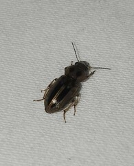 Stenolophus binotatus