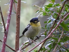 Pachyramphus versicolor