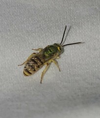 Agapostemon melliventris