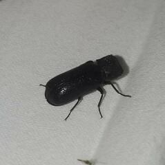 Apatides fortis