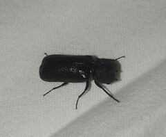 Apatides fortis