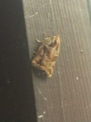 Archips oporana
