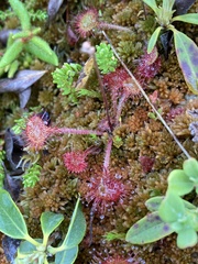 Drosera rotundifolia