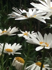 Argyranthemum frutescens
