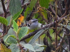 Mecocerculus stictopterus