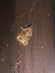 Archips oporana